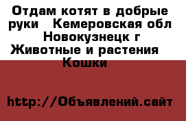 Отдам котят в добрые руки - Кемеровская обл., Новокузнецк г. Животные и растения » Кошки   